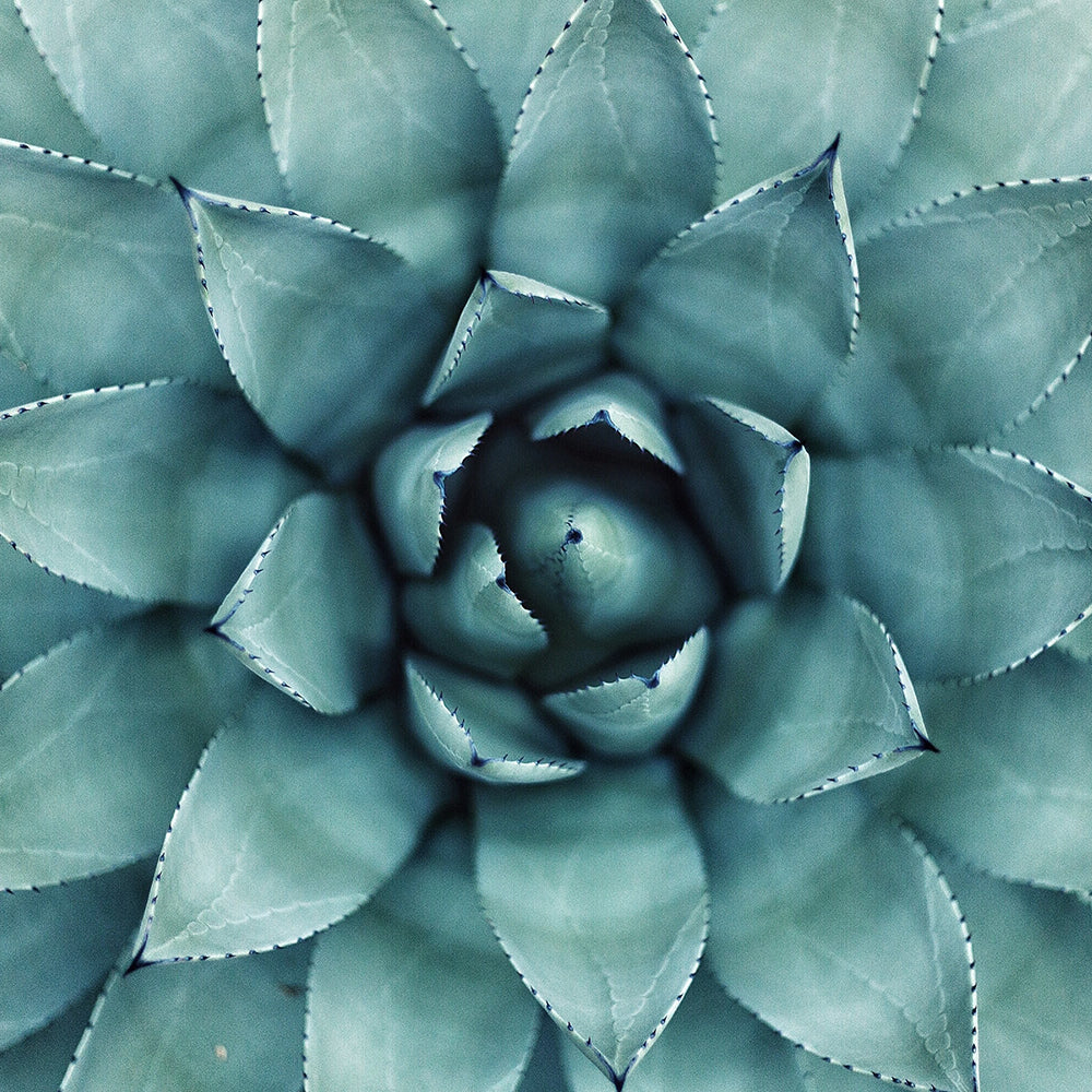 Turquoise green succulent flower