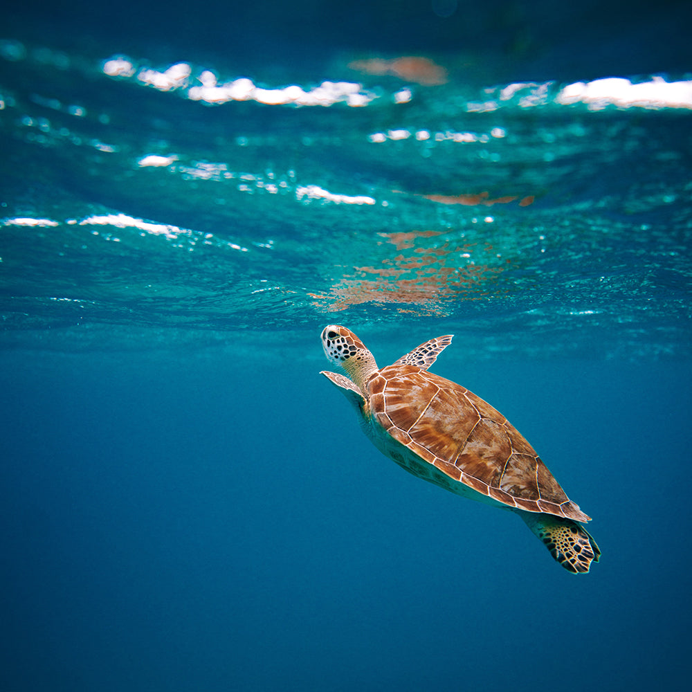 Turtle swimming in ocean